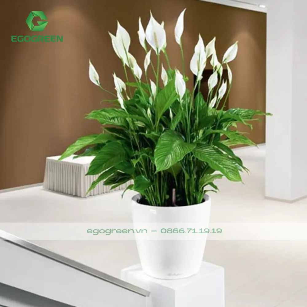 Cây lan ý thích hợp trồng ở văn phòng